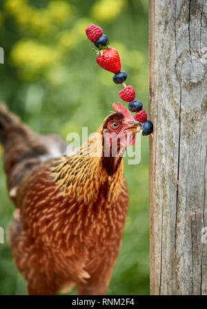 Welsummer Hühner. Henne in einem Garten, Essen aus einem Lebensmittel Spieß. Deutschland Stockfoto