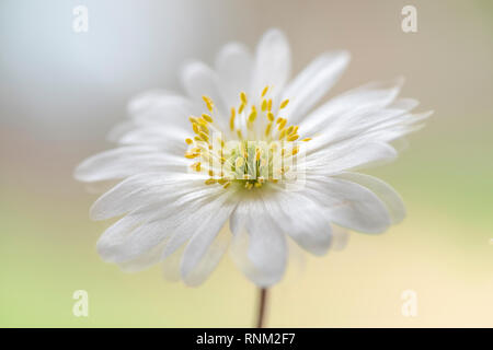 Nahaufnahme der schönen Frühling, weiße Blume der Anemone blanda auch als Balkan Anemone bekannt, Grecian Cuneata oder Winter Cuneata Stockfoto