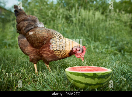 Welsummer Hühner. Henne in einem Garten, essen eine Wassermelone. Deutschland. Stockfoto