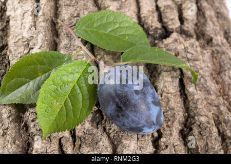 Zwetschge, Pflaume (Prunus domestica domestica). Zweig mit Blättern und Früchten auf Rinde Stockfoto