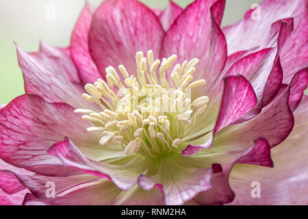 Close-up Makro Bild des schönen Winterblüher Double Flower Pink Flower auch als fastenzeit Rose, Christrose oder Winter Rose bekannt Stockfoto