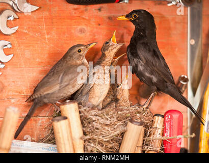 Amsel (Turdus merula) Männliche Fütterung bettelnde Küken im Nest in einem Werkzeugkasten. Deutschland Stockfoto