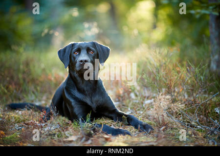 Gemischt - Rasse Hund (Labrador Retriever x?). Schwarz Erwachsenen in einem Wald liegt. Deutschland Stockfoto