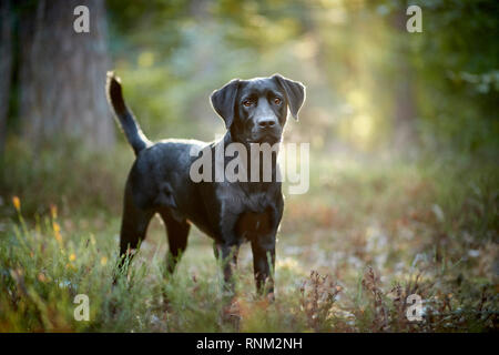 Gemischt - Rasse Hund (Labrador Retriever x?). Schwarz nach stehend in einem Wald. Deutschland Stockfoto