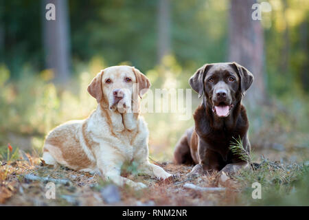 Labrador Retriever. Gelb und Schokolade Erwachsenen in einem Wald liegt. Deutschland Stockfoto