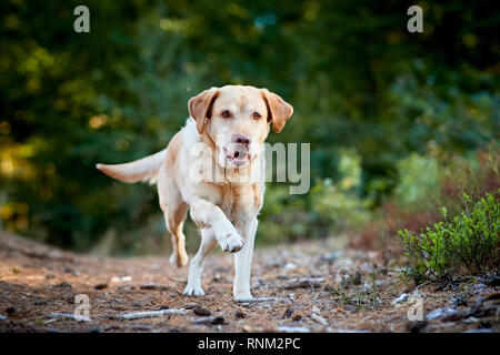 Labrador Retriever. Gelbe Erwachsenen in einem Wald läuft. Deutschland Stockfoto