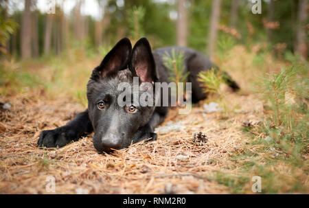 Deutscher Schäferhund, Schäferhund. Schwarz Welpen in einem Wald liegt. Deutschland Stockfoto