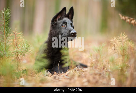 Deutscher Schäferhund, Schäferhund. Schwarz Welpen in einem Wald liegt. Deutschland Stockfoto