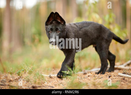 Deutscher Schäferhund, Schäferhund. Schwarz Welpen gehen in den Wald. Deutschland Stockfoto