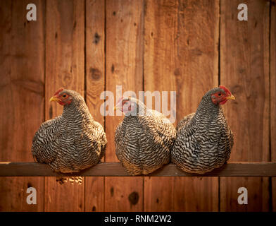 Inländische Huhn, amrock Bantam. Drei Hennen auf einer Stange in einem Coop schlafen. Deutschland. Stockfoto