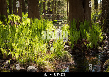 Strauß Plume Farn, Ostrich Fern (Matteuccia struthiopteris). Pflanzen an einem Strom in einem Wald im Frühling. Deutschland Stockfoto