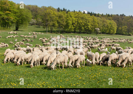 Merino Schafe (Ovis ammon aries). Herde weiden. Bayern, Deutschland Stockfoto