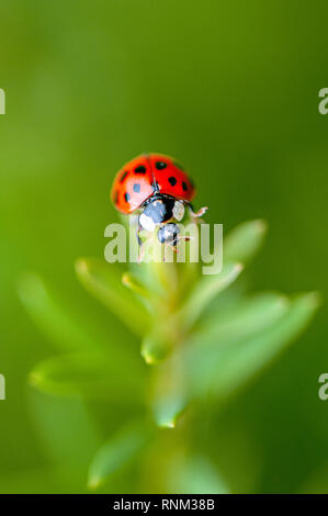 Nahaufnahme von Harmonia axyridis, üblicherweise als die Harlequin ladybird bekannt, mehrfarbige Asiatische, oder einfach asiatische ladybeetle Stockfoto