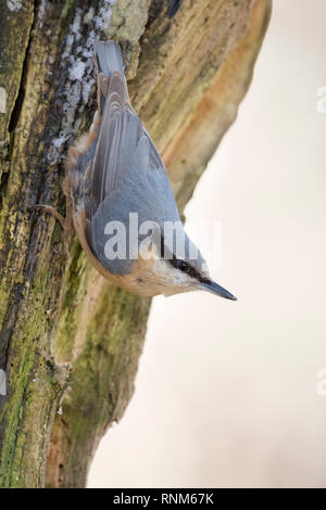 Eurasischen Kleiber/Europäischer Kleiber (Sitta europaea) im Winter, nach unten auf einen Baum, um zu beobachten, in typischer Pose, Wildlife, Europa. Stockfoto