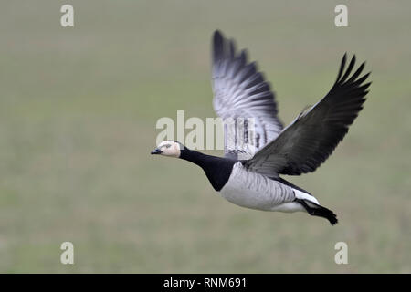 Nonnengans/Nonnengans (Branta leucopsis) im Flug, Fliegen über grüne Felder, dynamische geschossen, ein Vogel, Wildlife, Europa. Stockfoto