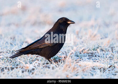Nebelkrähe (Corvus corone/Rabenkraehe) im Winter, sitzen auf hoarfrosted Ackerland, erste Morgenlicht, Gefieder Farben, Wildlife, Eur Stockfoto