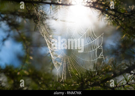 Web mit Wassertropfen auf Lärche Nadeln gestreckt Stockfoto