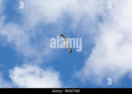 Möwe gegen den blauen Himmel mit weißen Wolken Stockfoto