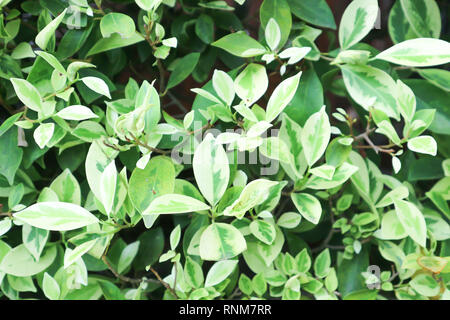 Ficus benjamina oder gogen Abb. Anlage Stockfoto