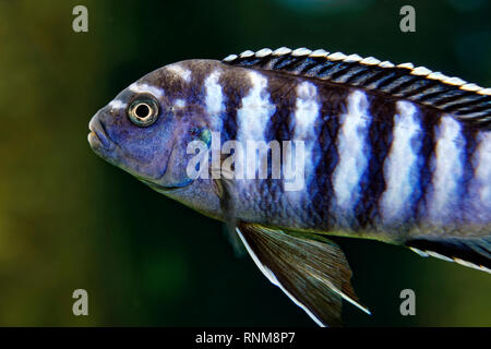 Cyrtocara cichlid - Elogatus ornatus Stockfoto