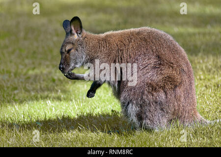 Red-necked Wallaby - Macropus rufogriseus Stockfoto