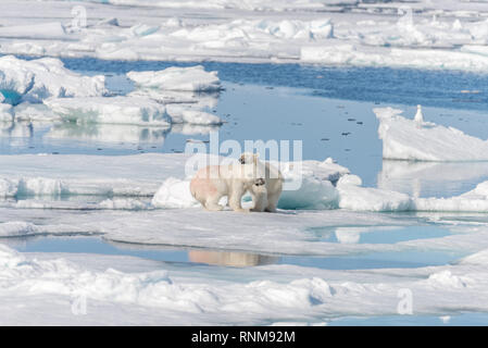Zwei junge Wilde Polar bear Cubs spielen auf pack-Eis im arktischen Meer, nördlich von Spitzbergen Stockfoto