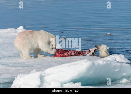 Zwei wilde Eisbären Essen getötet Dichtung auf dem Packeis nördlich von Spitzbergen, Svalbard Stockfoto