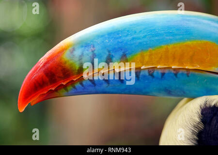 Schnabel von Kiel-billed Toucan-Ramphastos sulfuratus Stockfoto