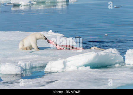 Zwei wilde Eisbären Essen getötet Dichtung auf dem Packeis nördlich von Spitzbergen, Svalbard Stockfoto