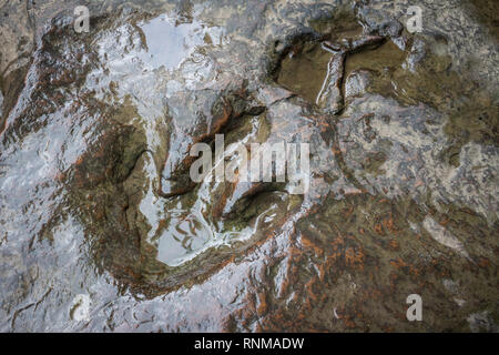Echten dinosaur Footprint, Thailand. Stockfoto