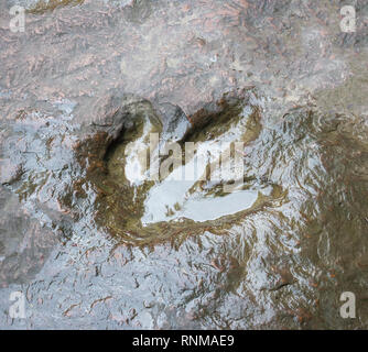 Echten dinosaur Footprint, Thailand. Stockfoto