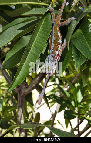 Panther chameleon (männlich) - Furcifer pardalis Stockfoto