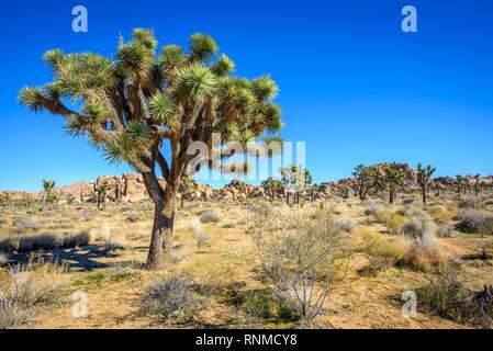 Joshua Tree (Yucca Buergeri), Boy Scout Trail, Joshua Tree National Park, Wüste, Center, Kalifornien, USA Stockfoto