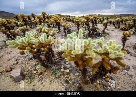 Wüstenlandschaft mit Teddybär chollas (Cylindropuntia Bigelovii), Cholla Cactus Garden Trail, Joshua Tree National Park Stockfoto