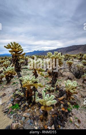 Wüstenlandschaft mit Teddybär chollas (Cylindropuntia Bigelovii), Cholla Cactus Garden Trail, Joshua Tree National Park Stockfoto