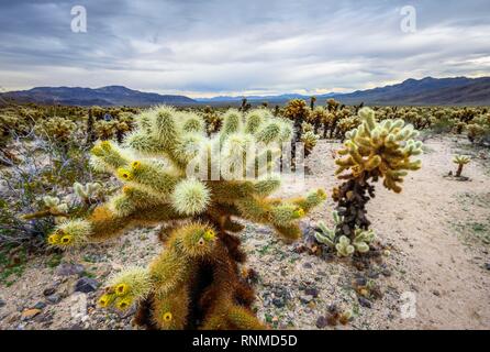 Wüstenlandschaft mit Teddybär chollas (Cylindropuntia Bigelovii), gelb blühende, Cholla Cactus Garden Trail Stockfoto