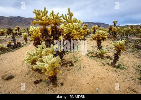 Wüstenlandschaft mit Teddybär chollas (Cylindropuntia Bigelovii), Cholla Cactus Garden Trail, Joshua Tree National Park Stockfoto