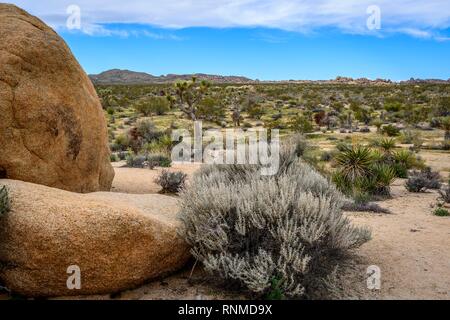 Wüste Landschaft, Arch Rock Nature Trail, White Tank Campground, Joshua Tree National Park, Palm Desert, Kalifornien, USA Stockfoto