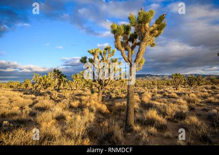 Joshua Bäume (Yucca Buergeri) im Abendlicht, Mojave Wüste, Wüste, Landschaft, Mojave National Preserve, Kalifornien, USA Stockfoto