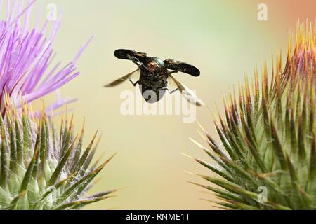 Cryptocephalus sericeus (Cryptocephalus sericeus) im Flug auf der Blume eines Kratzers Thistle (Cirsium vulgare), Deutschland, Europa Stockfoto