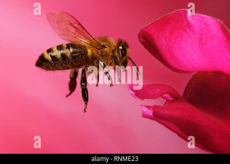 Honigbiene (Apis mellifera) im Flug auf die Blume der Snapdragon (antirrhinum), Deutschland Stockfoto