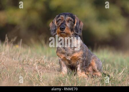 Wire-haired Dackel männlich sitzt im Gras, Deutschland Stockfoto