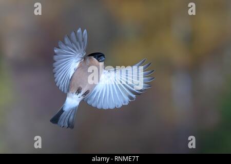 Eurasischen Gimpel (Pyrrhula pyrrhula) Weibliche im Flug, Nordrhein-Westfalen, Deutschland Stockfoto