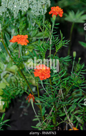 Orange Gerbera Blumen, mamas oder chrysanths, aus der Nähe. Stockfoto