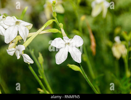 Weiße Blume Nicotiana alata (Regina Noptii), grüne Branche, aus der Nähe. Stockfoto