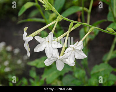 Weiße Blume Nicotiana alata (Regina Noptii), grüne Branche, aus der Nähe. Stockfoto