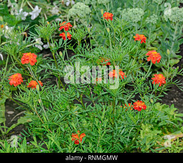 Orange Gerbera Blumen, mamas oder chrysanths, aus der Nähe. Stockfoto