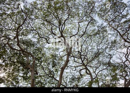 Zweige der Regen Bäume Stockfoto