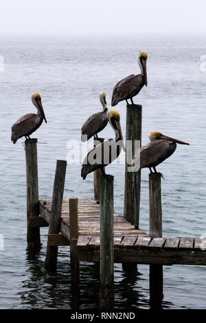 Braune Pelikan auf der Anklagebank in South Padre Island, Texas Stockfoto