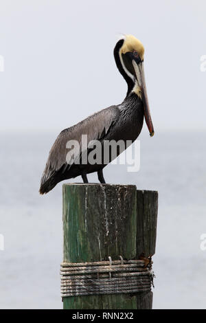 Braune Pelikan auf der Anklagebank in South Padre Island, Texas Stockfoto